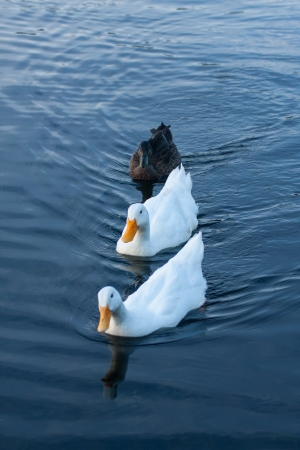 Duck in pond の写真素材