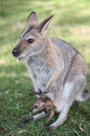 Kangaroo with joey の写真素材