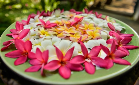 Frangipani, Pumeria, Frangipannの写真素材