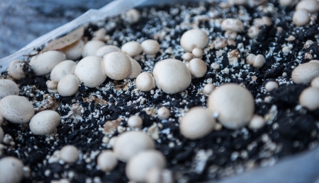  Mushroom in farm  の写真素材