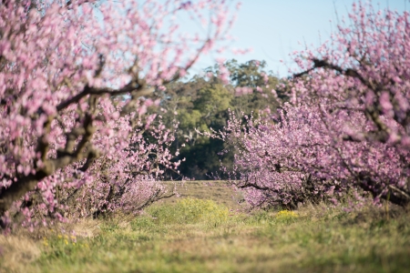 Beautiful cherry blossom in Australia  の写真素材