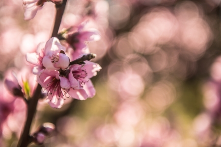 Beautiful cherry blossom in Australia  の写真素材
