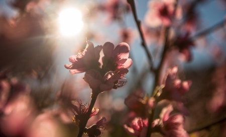 Beautiful cherry blossom in Australia  の写真素材