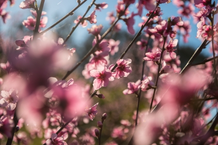 Beautiful cherry blossom in Australia  