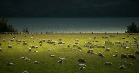 Landscape of New Zealand の写真素材