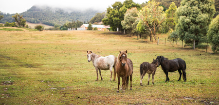 Horse in farmの写真素材
