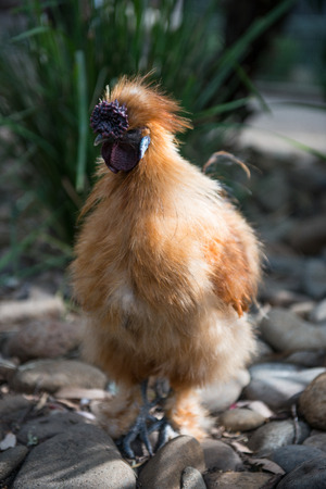 Chicken in Zooの写真素材