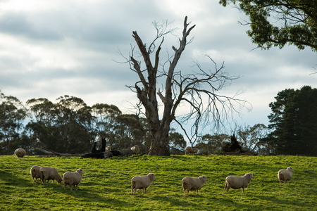 Sheep in Oberon, Central tablelands nsw Australiaの写真素材