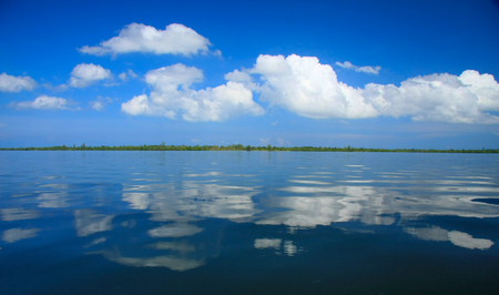 blue sky with mangroves forest