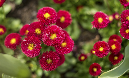 Flower blossom in Spring season