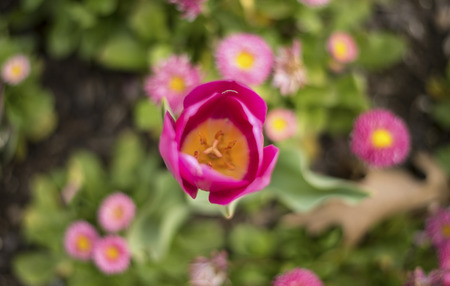 Tulip in Spring season