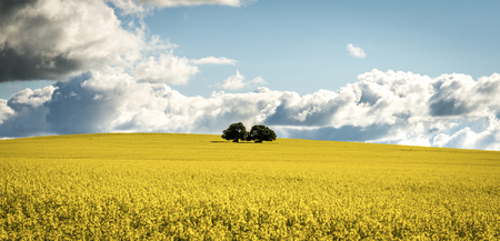Canola field in Australia