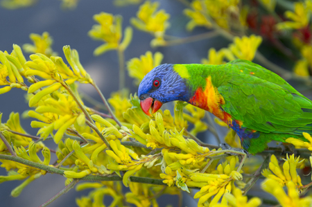 Beauftiful parrot in natureの写真素材