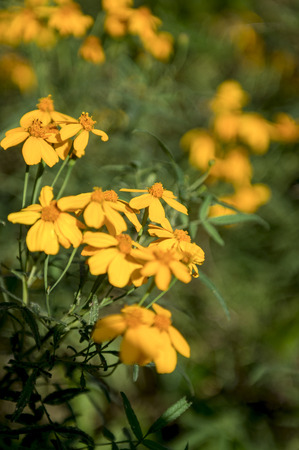 Flower of Spring seasonの写真素材