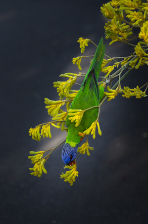 Beautiful parrot in nature