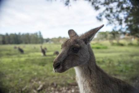 Wild Kangaroo in Australiaの写真素材