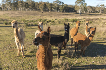 Alpaca farm in Australiaの写真素材