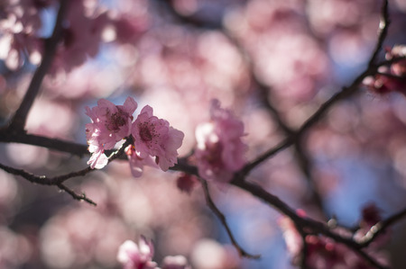 Cheery Blossom in Australia during Spring season