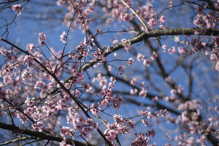Cheery Blossom in Australia during Spring seasonの写真素材