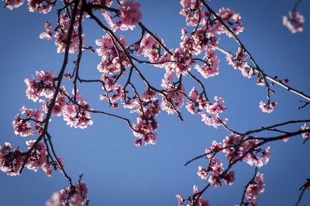 Cheery Blossom in Australia during Spring seasonの写真素材