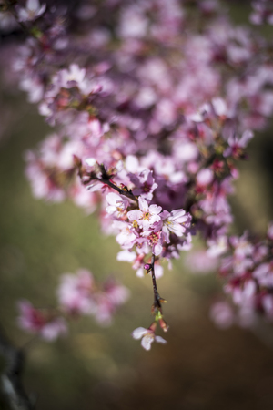 Cheery Blossom in Australia during Spring seasonの写真素材
