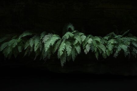 Fern leaf with black backgrounds.の写真素材