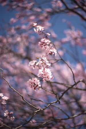 Beautiful cherry blossom sakura in spring time over blue sky.の写真素材