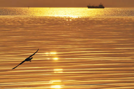 A golden seaの写真素材