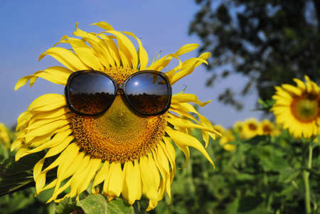 Sunflower wearing sunglassesの写真素材