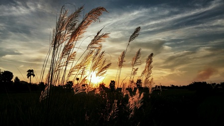 Wayside flower on sunset and cloudy skyの素材