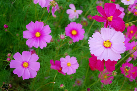 Cosmos pink flowers in a gardenの写真素材