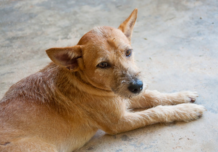 sad dogの写真素材