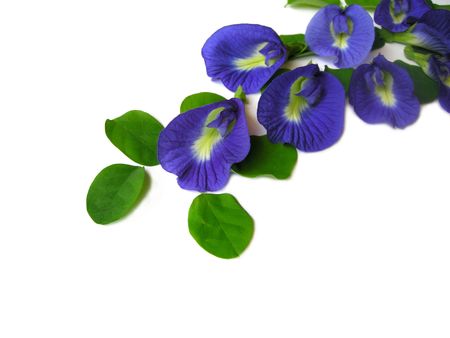 Beautiful blue flower. Pigments from the flower can be used for hair dying or  food color.                               の写真素材