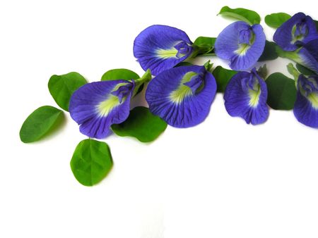 Beautiful blue flower. Pigments from the flower can be used for hair dying or  food color.                               の写真素材