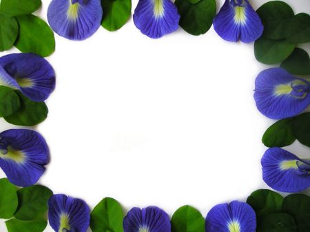 Beautiful blue flower. Pigments from the flower can be used for hair dying or  food color.                               の写真素材