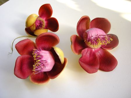 Beautiful, exotic and fragrant Cannonball flower is found in Asia, Africa and in South America in Amazon rainforests.                                の写真素材