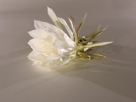 The Bramha Kamal is a rare lotus named after lord Bramha, the creator in Indian Mythology. It is believed that this beautiful flower, orchid cactus - cereus, blooms only once a year during nighttime. It is considered very lucky to see it bloom and blooms の写真素材