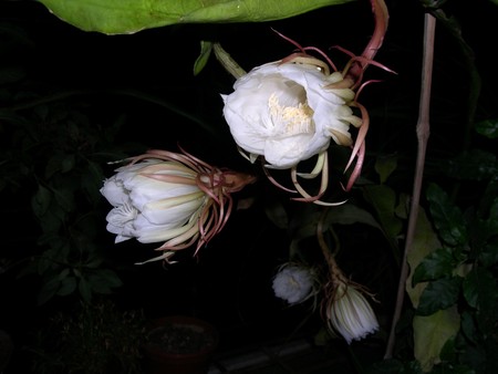 The Bramha Kamal is a rare lotus named after lord Bramha, the creator in Indian Mythology.
It is believed that this beautiful flower, orchid cactus - cereus, blooms only once a year during nighttime.
It is considered very lucky to see it bloom and blooms の写真素材
