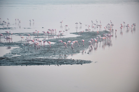 Flamingos  five   A beautiful flock of Flamingos in serene water.の写真素材