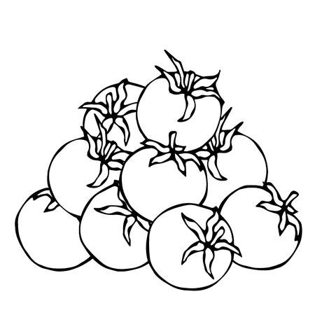 A Bunch of Red Fresh Ripe Cherry Tomatoes. Isolated On a White Background. Realistic and Doodle Style Hand Drawn Sketch Vector Illustration.のイラスト素材