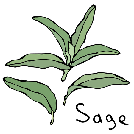 Set of Green Sage Herb Branch and Leaves . Realistic Hand Drawn Doodle Style Sketch. Vector Illustration Isolated On a White Background.のイラスト素材