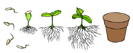 Germ and seeds sprout with roots in ground, seedling, shoot, sapling gardening plant vector illustration. Trees, flowers, vegetables growing isolated on white hand drawn doodle style.のイラスト素材