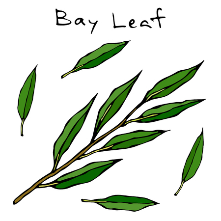 Fresh green bay leaves, aromatic herb doodle style icon.のイラスト素材