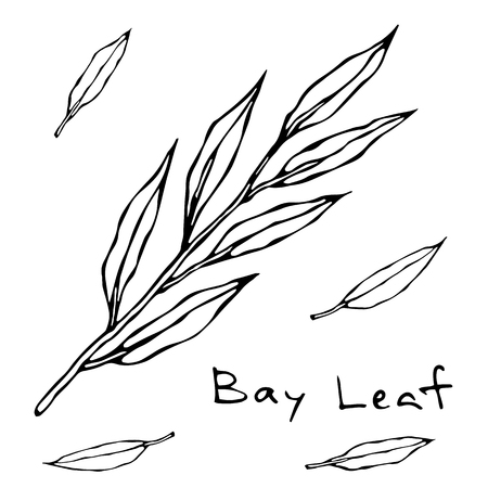 Dried green bay leaves, aromatic herb doodle style icon.のイラスト素材