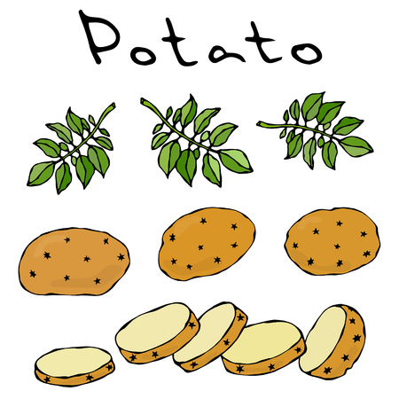 Set of whole and sliced potatoes and nightshade leaves realistic hand drawn illustration doodle style.のイラスト素材