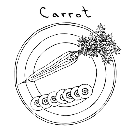 Fresh Orange Carrots with Leaves on a Round Plate. Carrot Round Slices. Ripe Vegetables. Vegetarian Cuisine. Salad Ingredient. Realistic Hand Drawn Illustration. Savoyar Doodle Styleのイラスト素材