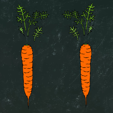 Black Board Background. Fresh Orange Carrots with Leaves. Ripe Vegetables. Carrots with Separated Tops. Vegetarian Cuisine. Salad Ingredient. Hand Drawn Illustration. Savoyar Doodle Styleのイラスト素材