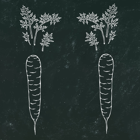Black Board Background. Fresh Orange Carrots with Leaves. Ripe Vegetables. Carrots with Separated Tops. Vegetarian Cuisine. Salad Ingredient. Hand Drawn Illustration. Savoyar Doodle Styleのイラスト素材