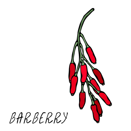 Barberry Red Berries Bunch. Autumn or Fall Harvest Collection. Realistic Hand Drawn High Quality Vector Illustration. Doodle Styleのイラスト素材