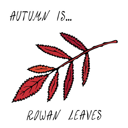Red Rowan Leaf. Autumn or Fall Harvest Collection. Realistic Hand Drawn High Quality Vector Illustration. Doodle Styleのイラスト素材